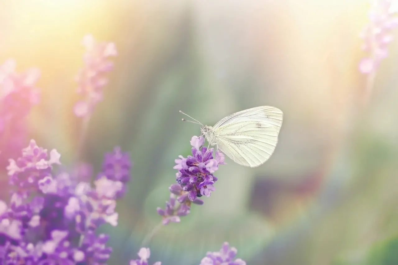 🌸Say Goodbye to Sneezing Season